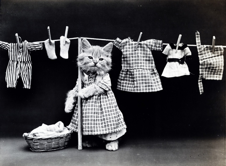 Kissa laittaa pyykkejä narulle
