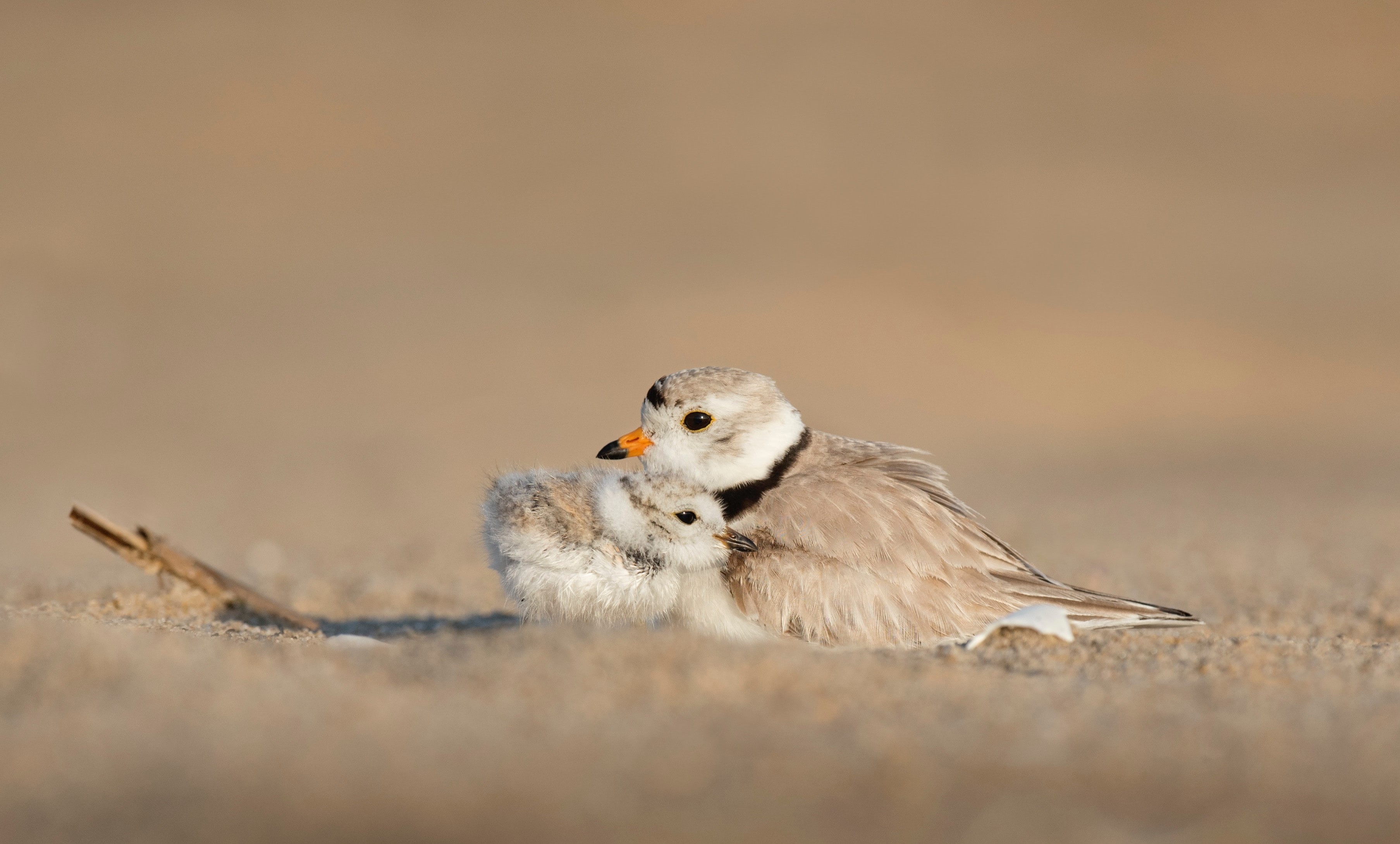 Lintuemo suojaa pientä poikastaan