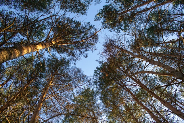 Kolkkapohja Puut