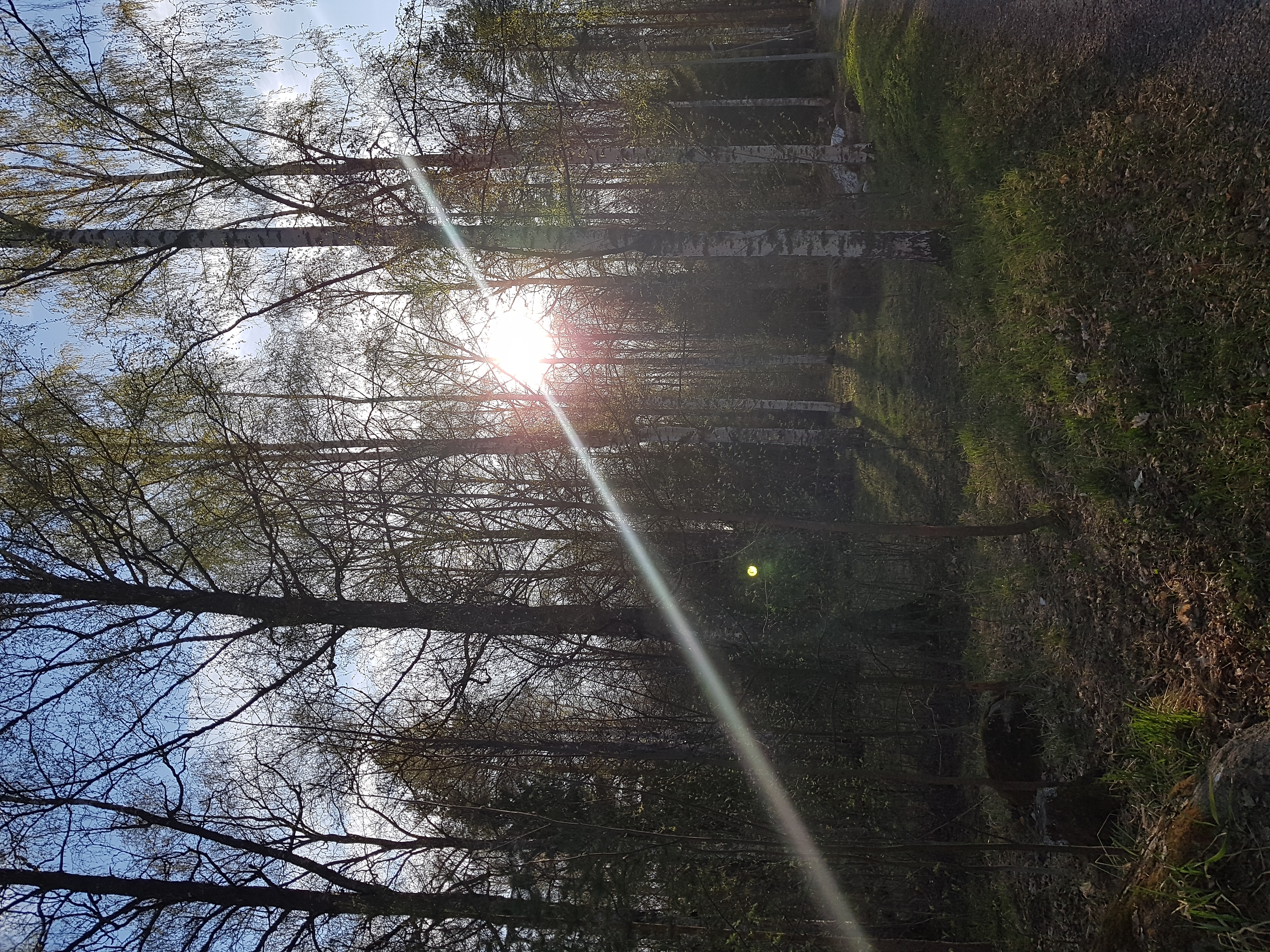 Viikkomessu Koristekuva aurinko metsän takaa.