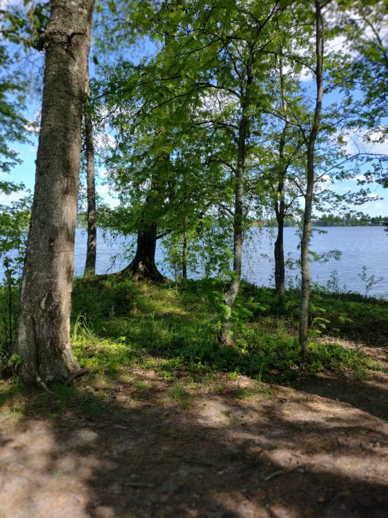 Kesämökkikeskiviikko puita ja taustalla järvi