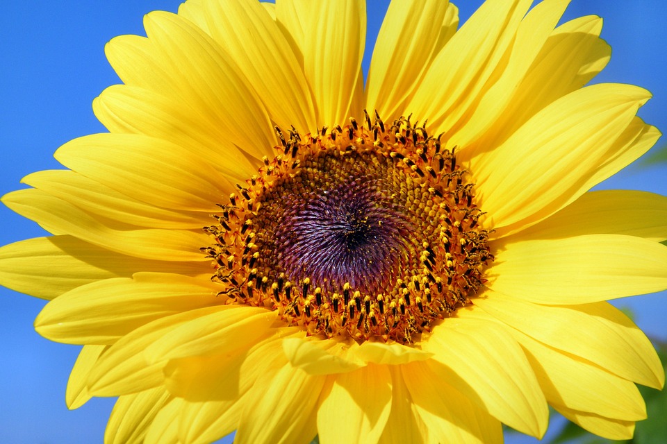 Kuvassa keltainen auringonkukka