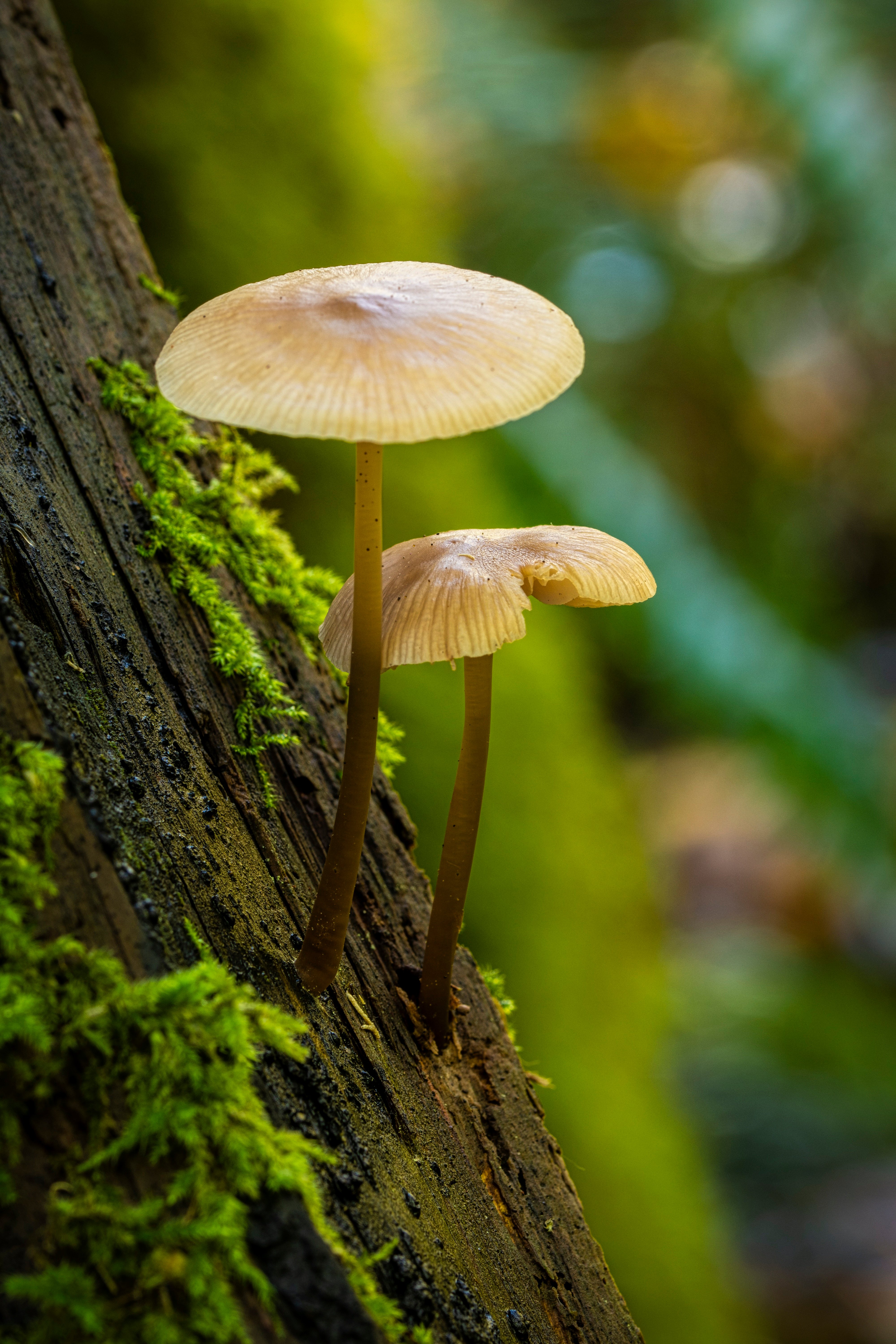 sieniä metsässä