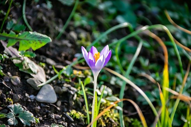 koristekuva, Krokus kukkii