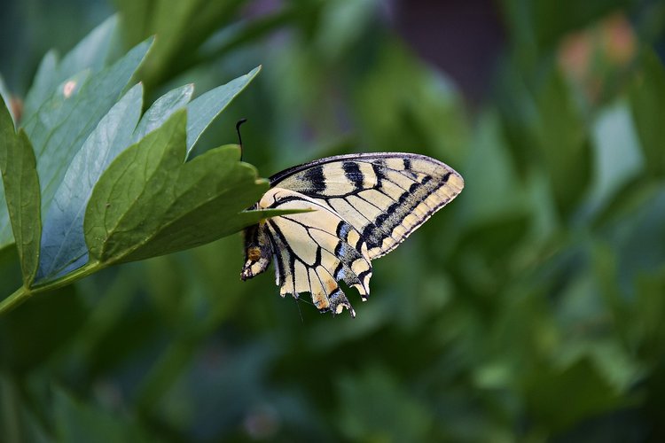 Sanajumalanpalvelus Sanajumalanpalvelus